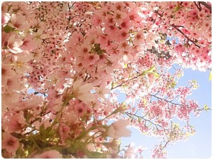 Cherie Kelly's Cherry Blossom Sakura Soufflé Cake Roll 